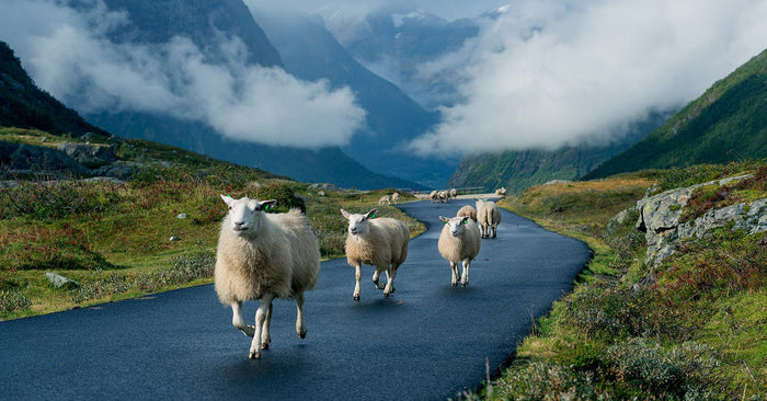norwegian sheeps